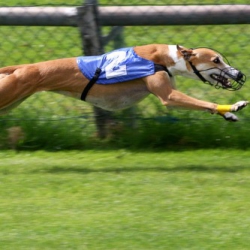 Dog Racing Faces an Uncertain Future, Due to the Influence of Casino Gaming