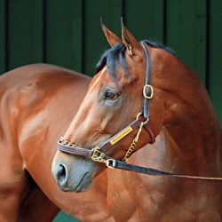 American Pharaoh - Triple Crown Contender__1432043360_159.118.232.73