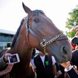 American Pharoah after Winning the Triple Crown__1433893799_159.118.232.73