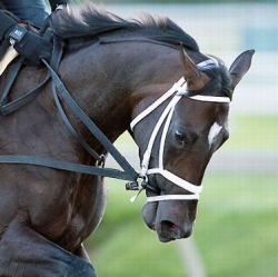 Always Dreaming Is a 4-5 Favorite to Win the Preakness Stakes at Pimlico on Saturday