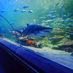Hackers Target Casino through Its High Tech Fish Tank